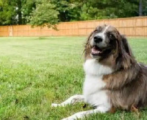 Dog Fence Ideas For Your Southern PA Home