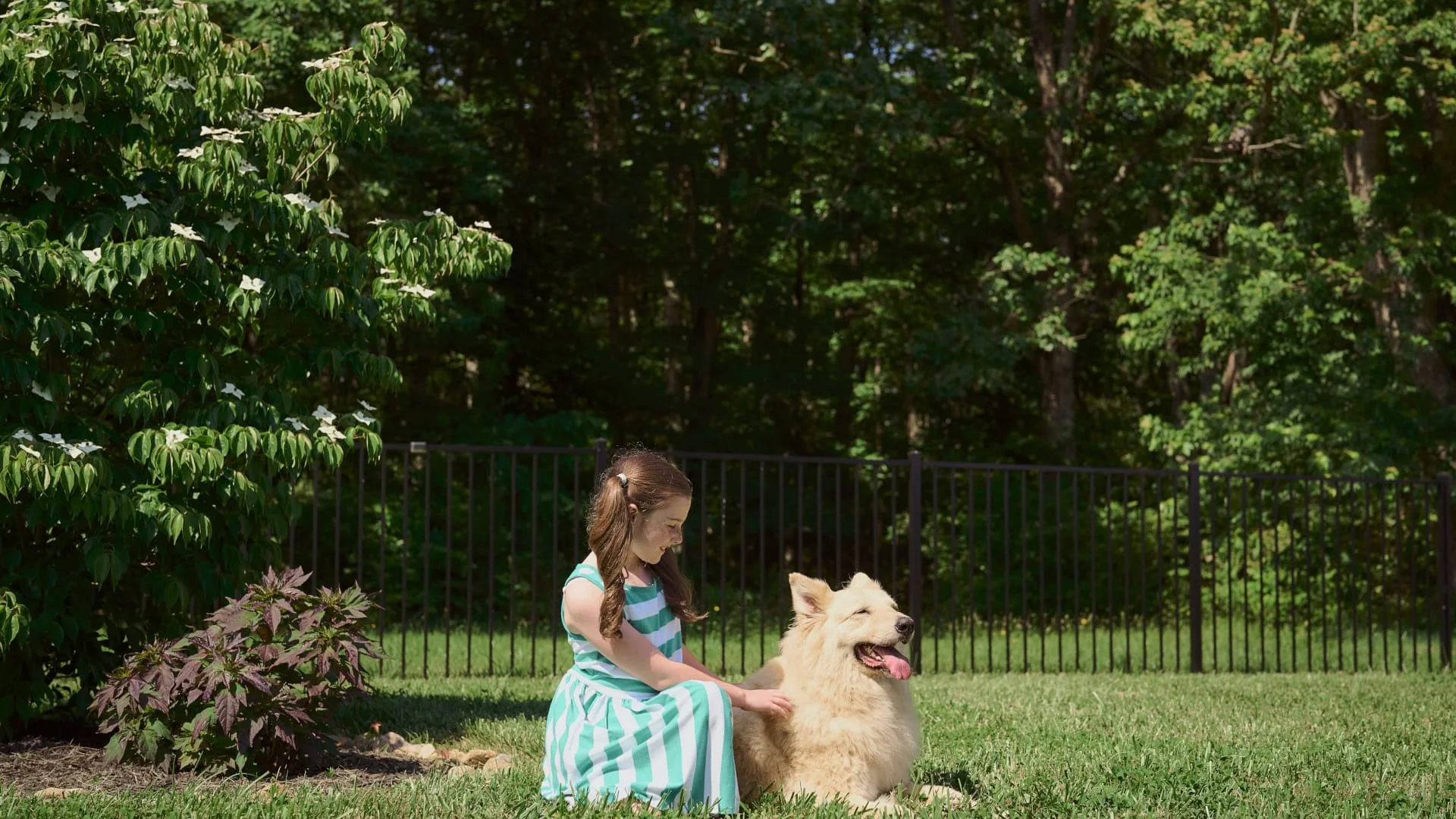 Get The Best Fence for Dogs in Lake County, FL