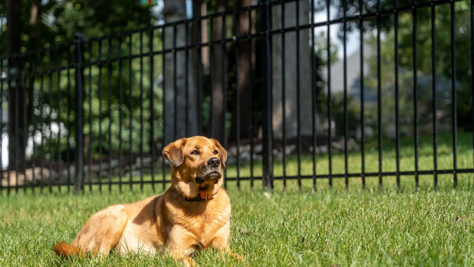 Three Tips To Keep Dogs From Digging Under Fence