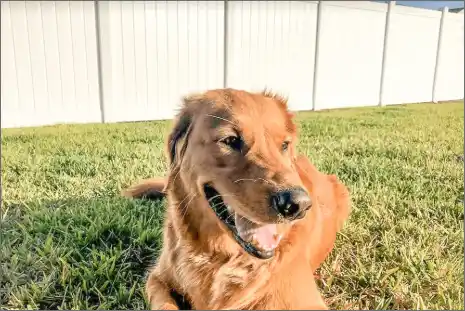 Choose The Superior Vinyl Dog Fence