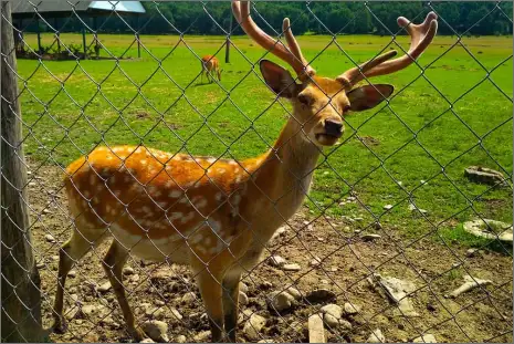 Deer Fencing